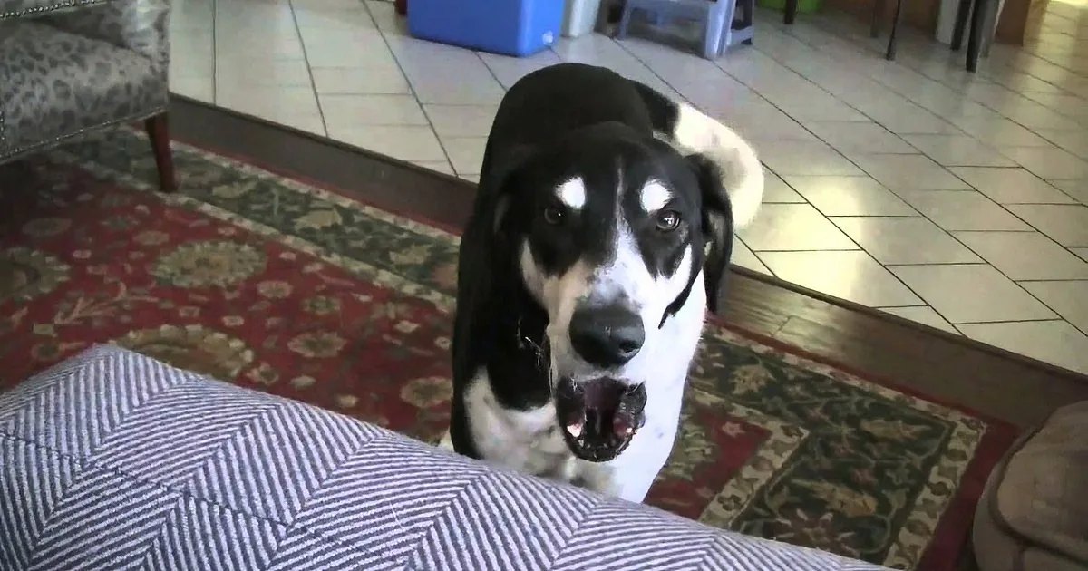 A black-and-white dog sits on a rug indoors, looking up with its mouth open.
