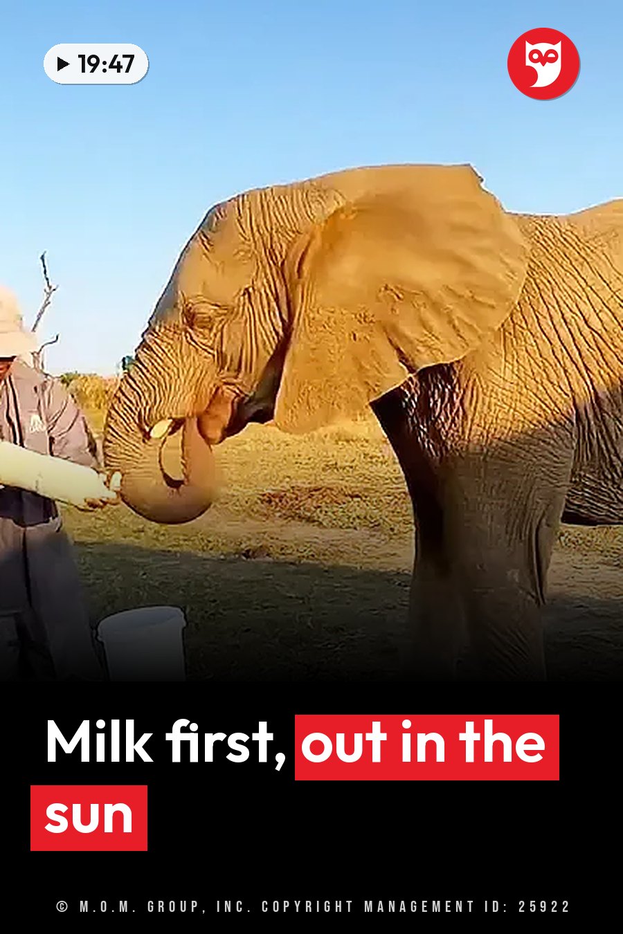 A person feeds an elephant from a bottle, standing beside a white bucket on grass under a blue sky. A headline runs in white letters across the lower third.
