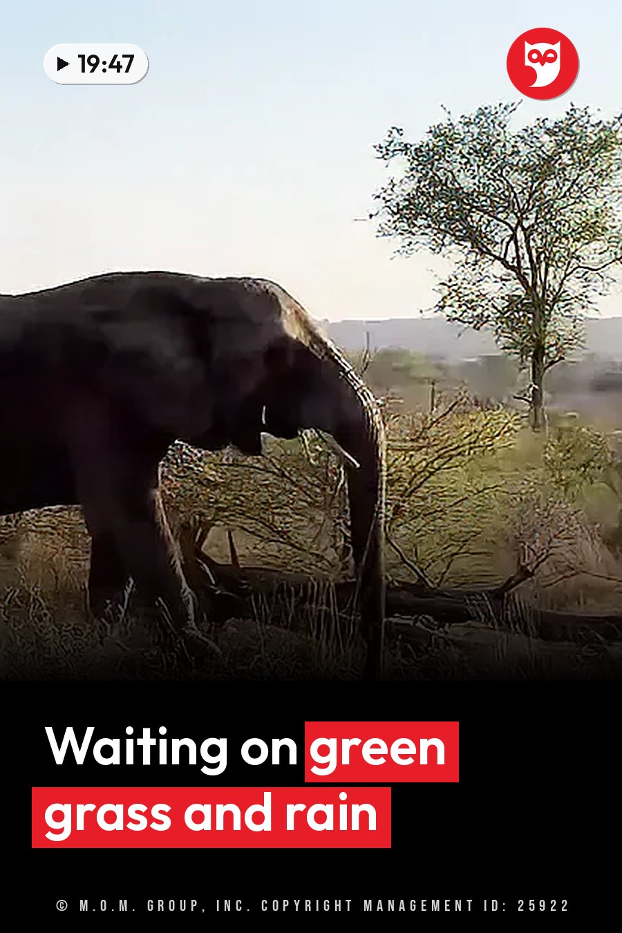 An elephant walks through dry grass near trees under a bright sky. A headline runs in white letters across the lower third.
