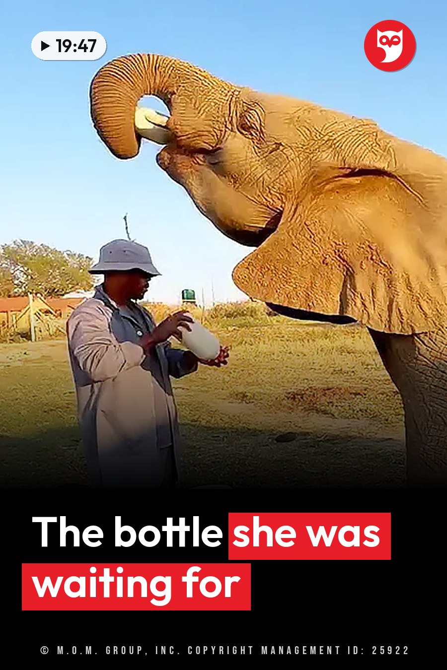 A person holds a bottle while an elephant uses her trunk to drink from it outdoors under a clear sky. A headline runs in white letters across the lower third.