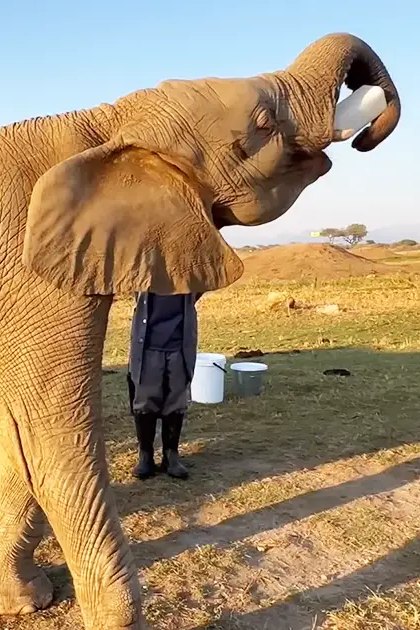 An adult male wearing dark blue pants and black boots stands with two white buckets in a savanna setting, late afternoon or early evening under clear skies.