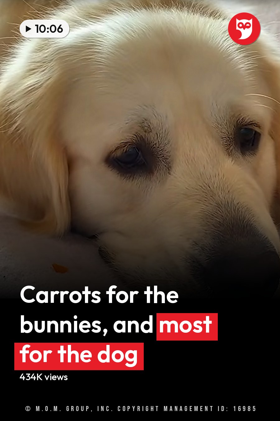 A golden retriever puppy with brown and white patches, alongside a pile of carrots on a soft surface indoors. The headline runs in white letters across the lower third.