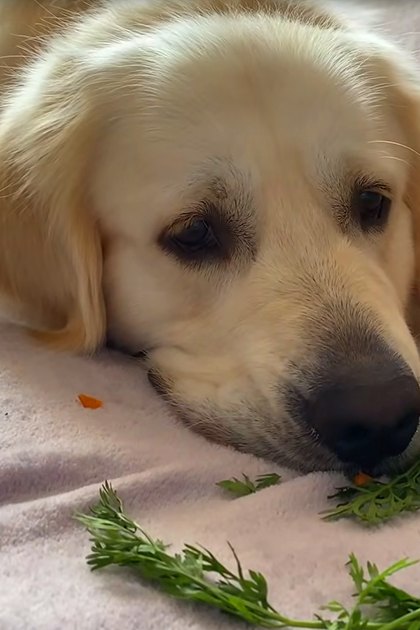 A golden retriever puppy with brown and white patches, alongside a pile of carrots on a soft surface indoors.