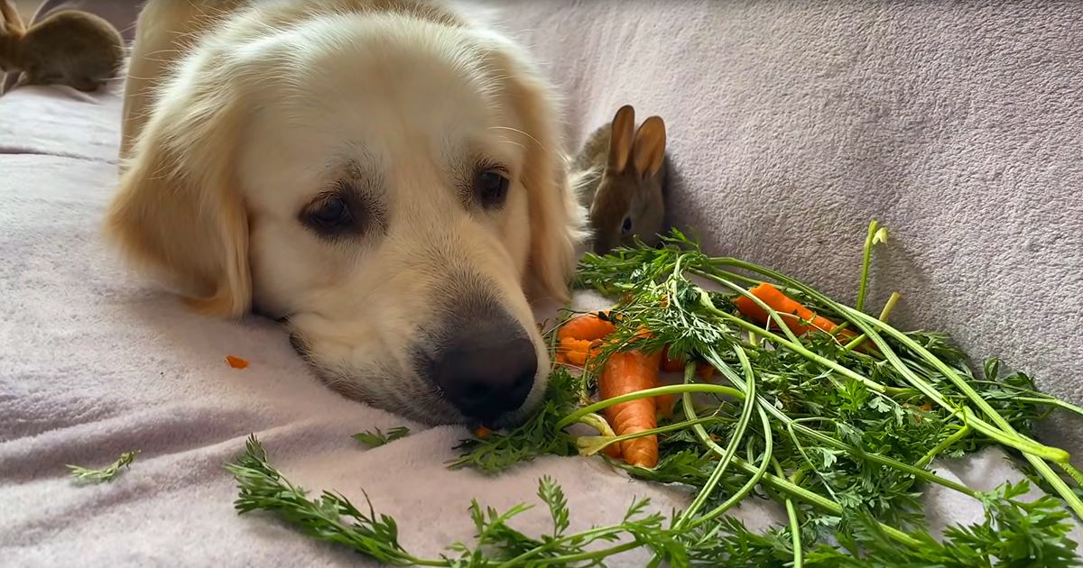 A golden retriever puppy with brown and white patches, alongside a pile of carrots on a soft surface indoors.