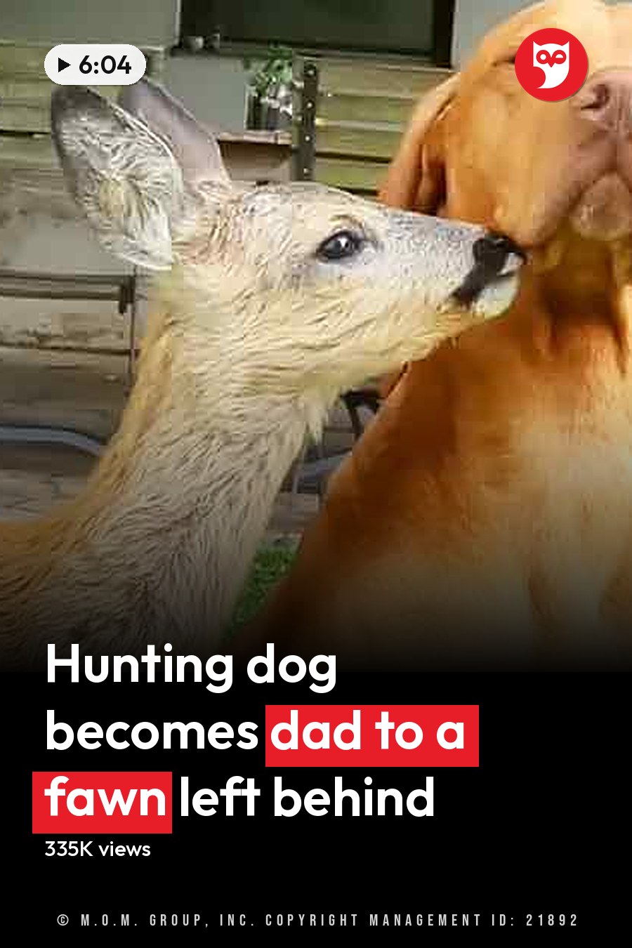 A Vizsla dog interacting with a young fawn deer in an outdoor setting during what appears to be daytime spring or summer. The headline runs in white letters across the lower third.