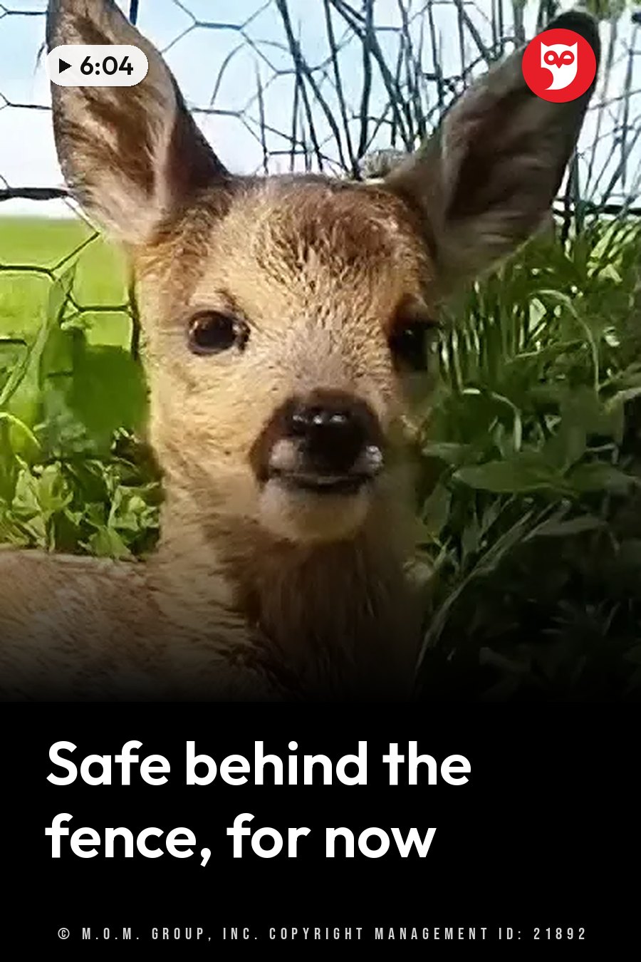 A young deer with big ears stands by green plants and a wire fence, looking straight ahead. A headline runs in white letters across the lower third.