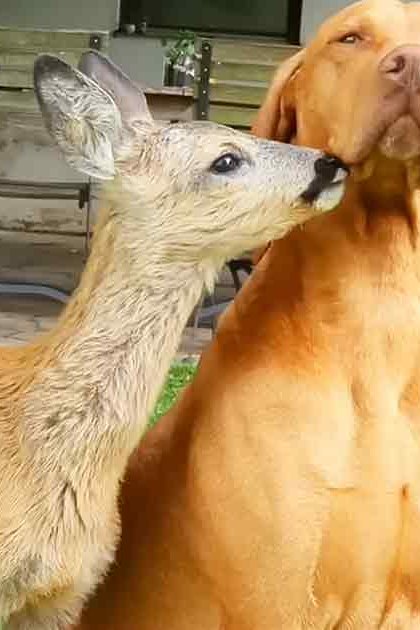 A Vizsla dog interacting with a young fawn deer in an outdoor setting during what appears to be daytime spring or summer.