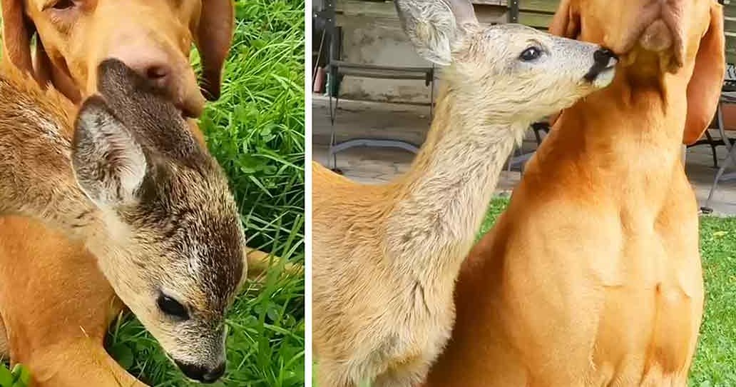 A Vizsla dog interacting with a young fawn deer in an outdoor setting during what appears to be daytime spring or summer.