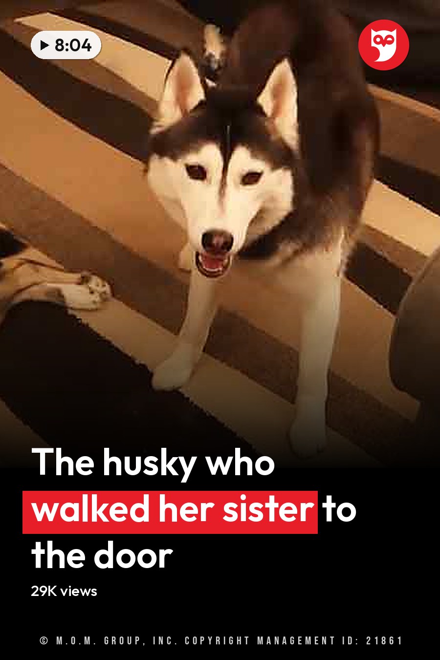 Two huskies with distinct markings in a living room setting, striped rug visible under them. The headline runs in white letters across the lower third.
