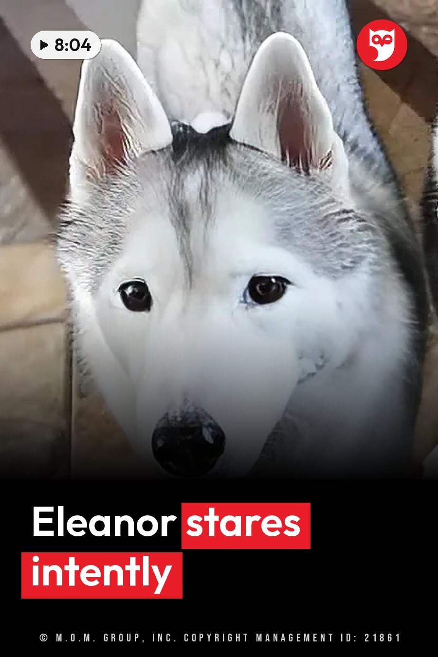 A white and gray husky with alert ears looks straight at the camera. A headline runs in white letters across the lower third.