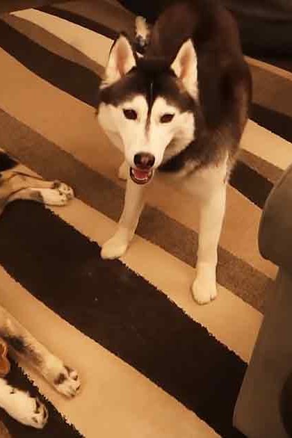 Two huskies with distinct markings in a living room setting, striped rug visible under them.