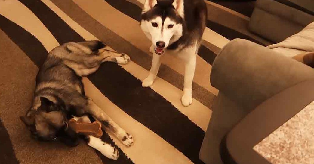 Two huskies with distinct markings in a living room setting, striped rug visible under them.