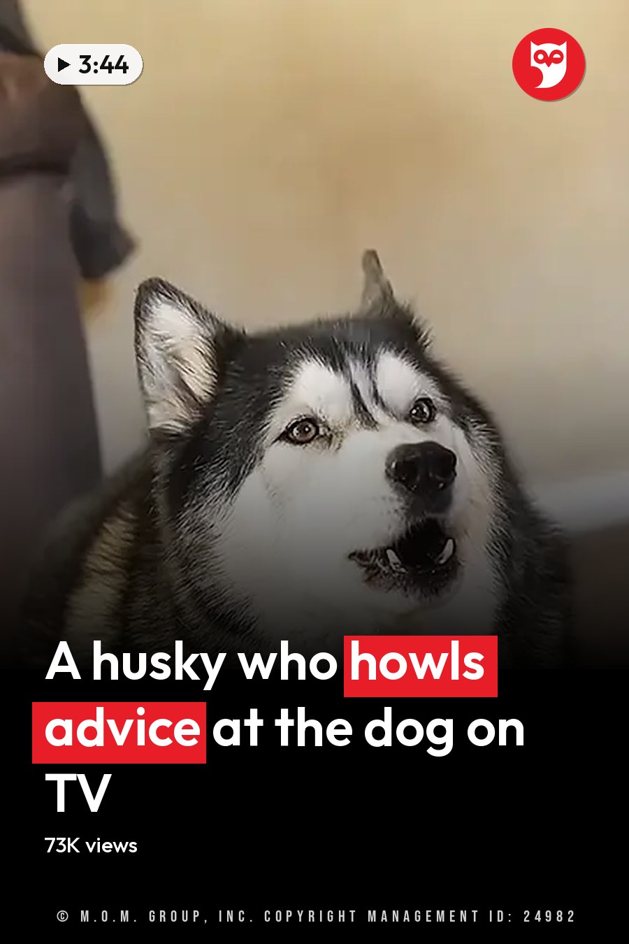 A husky with black and white fur indoors in a home setting, surrounded by furniture like an armchair or couch with patterned cushions. The headline runs in white letters across the lower third.