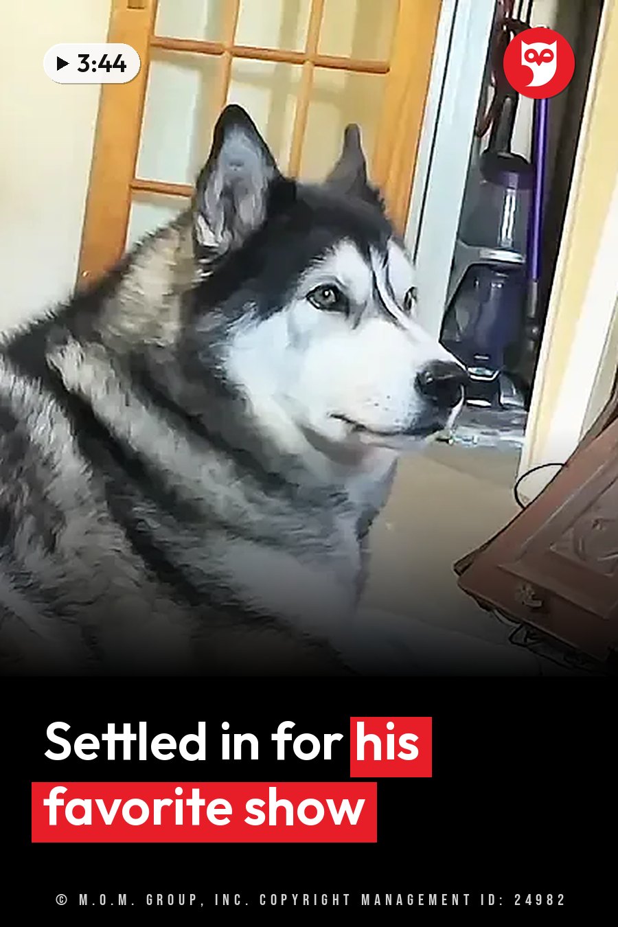 A black-and-white husky with pointed ears sits indoors, looking to the right. A headline runs in white letters across the lower third.