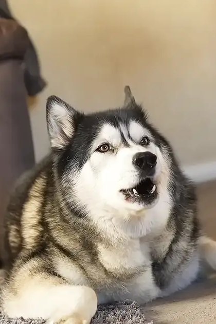 A husky with black and white fur indoors in a home setting, surrounded by furniture like an armchair or couch with patterned cushions.