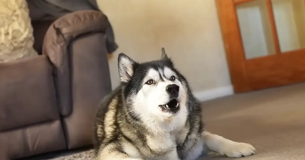 A husky with black and white fur indoors in a home setting, surrounded by furniture like an armchair or couch with patterned cushions.