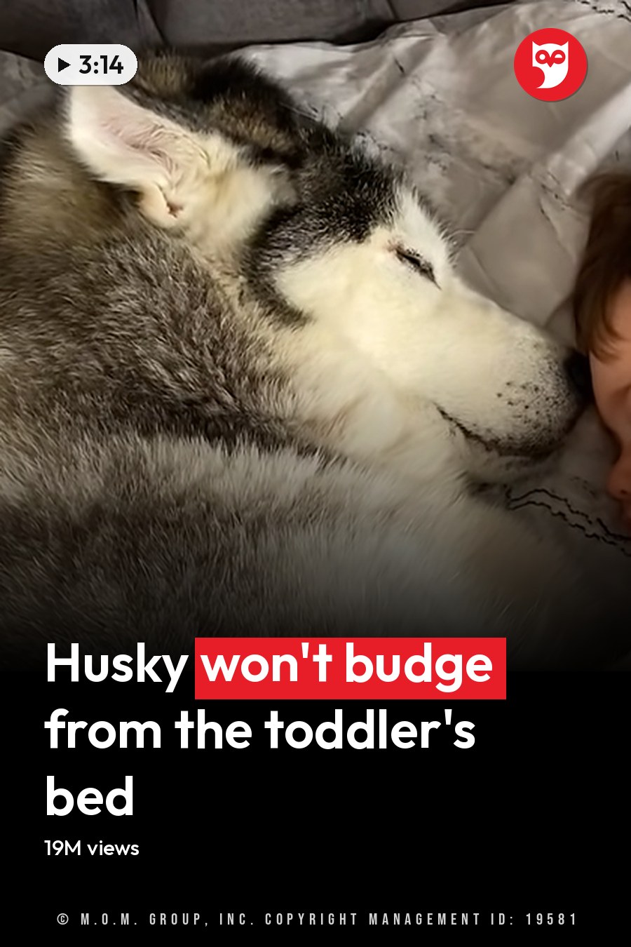 A toddler sleeping in bed with a husky, wearing light blue pajamas and surrounded by soft bedding. The headline runs in white letters across the lower third.