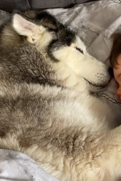 A toddler sleeping in bed with a husky, wearing light blue pajamas and surrounded by soft bedding.