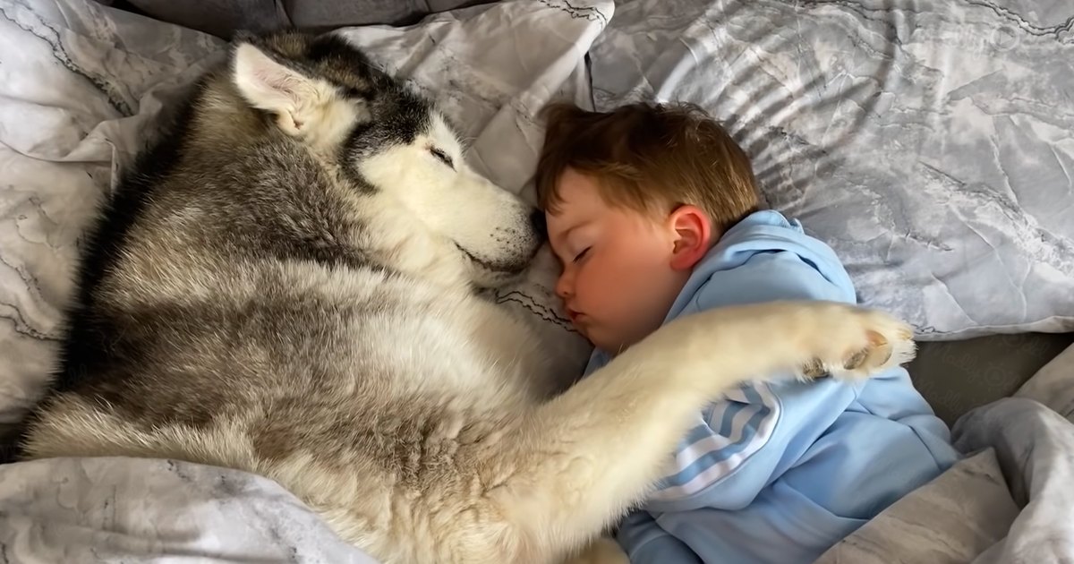 A toddler sleeping in bed with a husky, wearing light blue pajamas and surrounded by soft bedding.