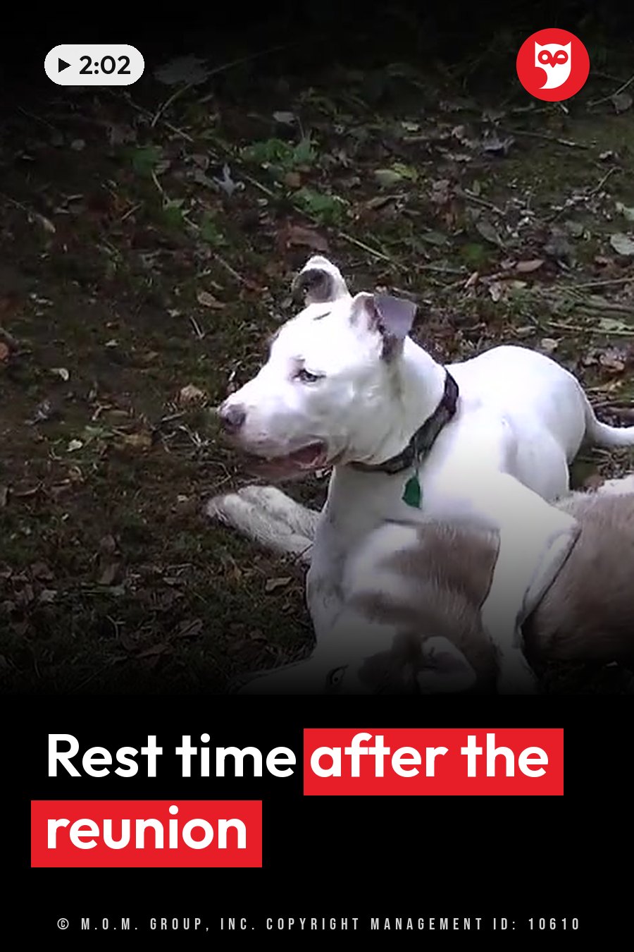 A white dog with a dark collar lies on the ground among leaves, head turned slightly to the side. A headline runs in white letters across the lower third.