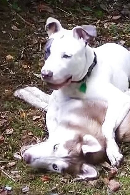 Two adult dogs lying in a forested area with late afternoon light casting soft shadows.