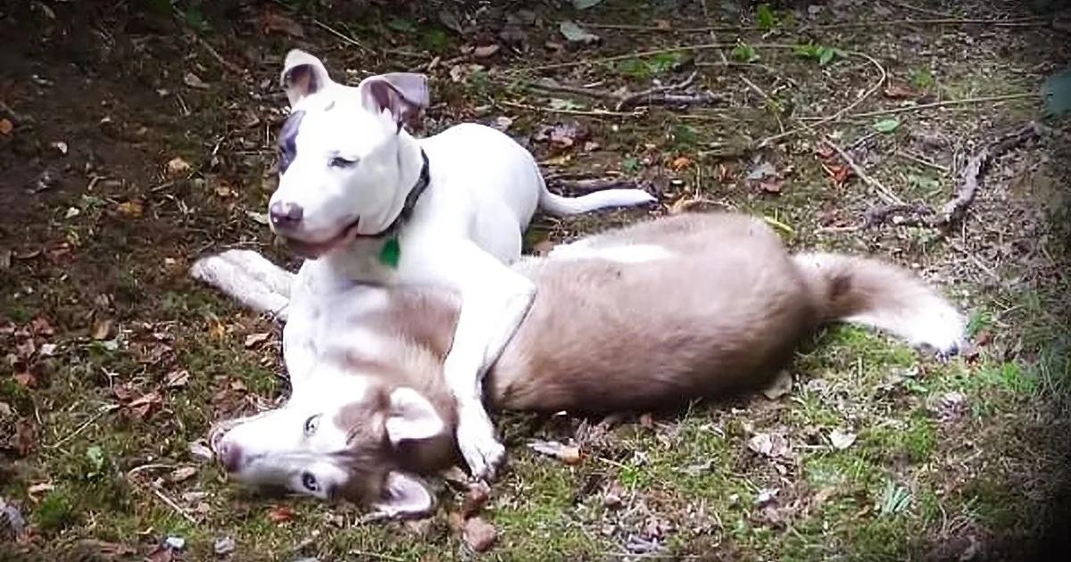 Two adult dogs lying in a forested area with late afternoon light casting soft shadows.