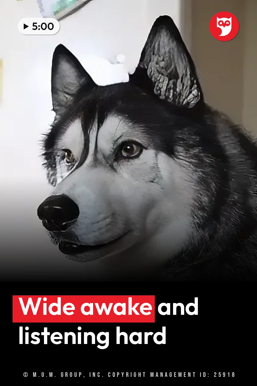 A black-and-white husky with pointed ears looks forward, mouth slightly open, against a plain background. A headline runs in white letters across the lower third.