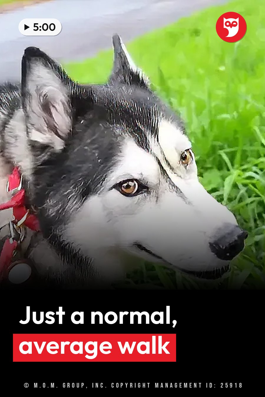 A black-and-white husky with pointed ears and brown eyes stands on green grass near a path, looking forward. A headline runs in white letters across the lower third.