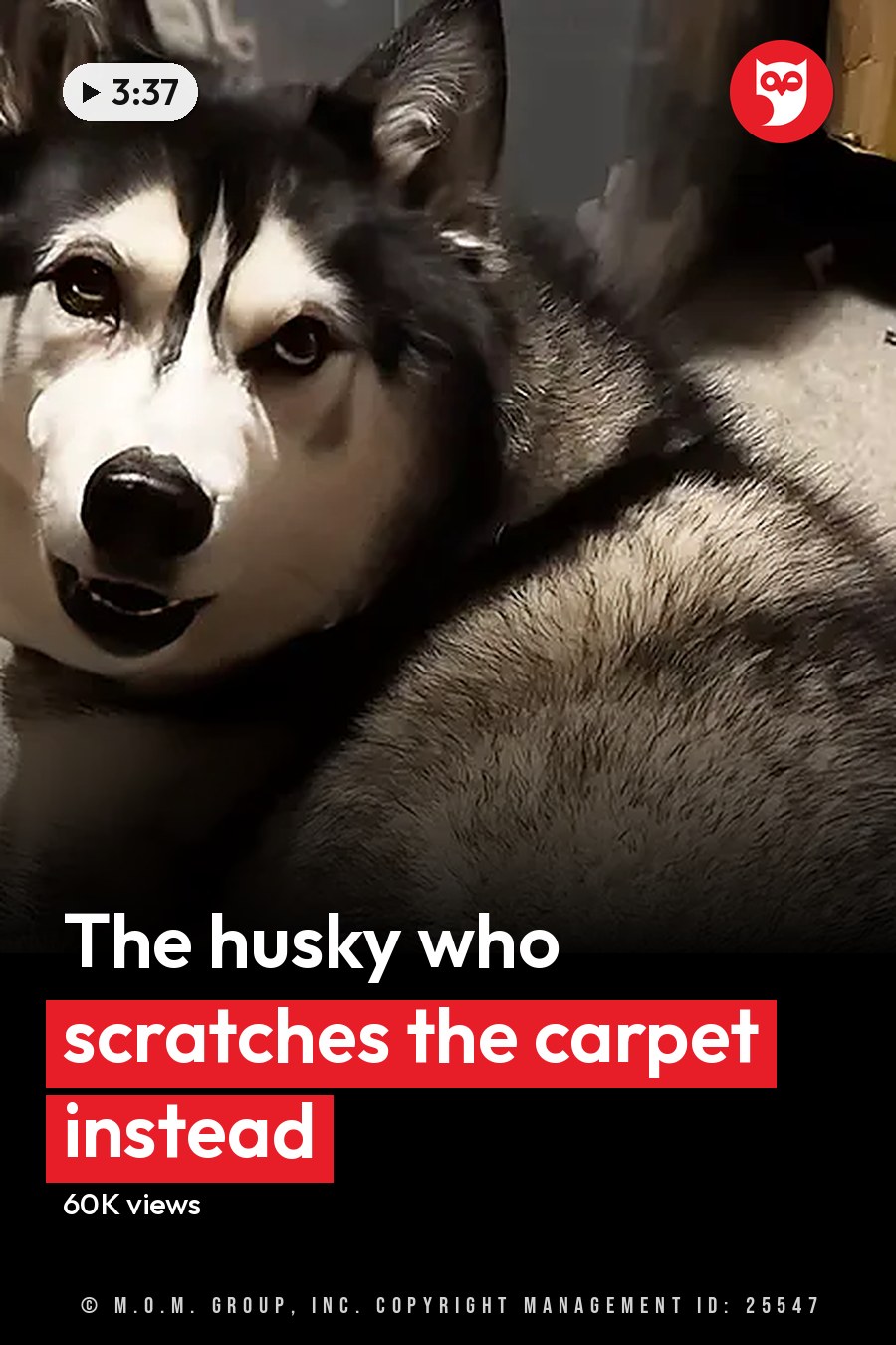 A husky dog with black and white fur indoors in a home setting, surrounded by household items under artificial lighting. The headline runs in white letters across the lower third.