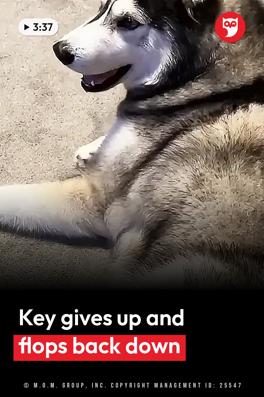 A large dog with thick fur lies on a sand-colored surface with his head turned slightly to the side. A headline runs in white letters across the lower third.