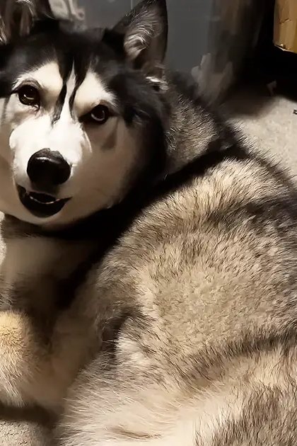 A husky dog with black and white fur indoors in a home setting, surrounded by household items under artificial lighting.