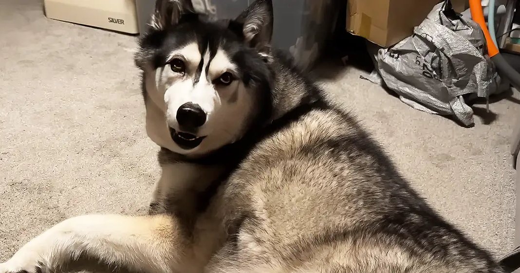 A husky dog with black and white fur indoors in a home setting, surrounded by household items under artificial lighting.