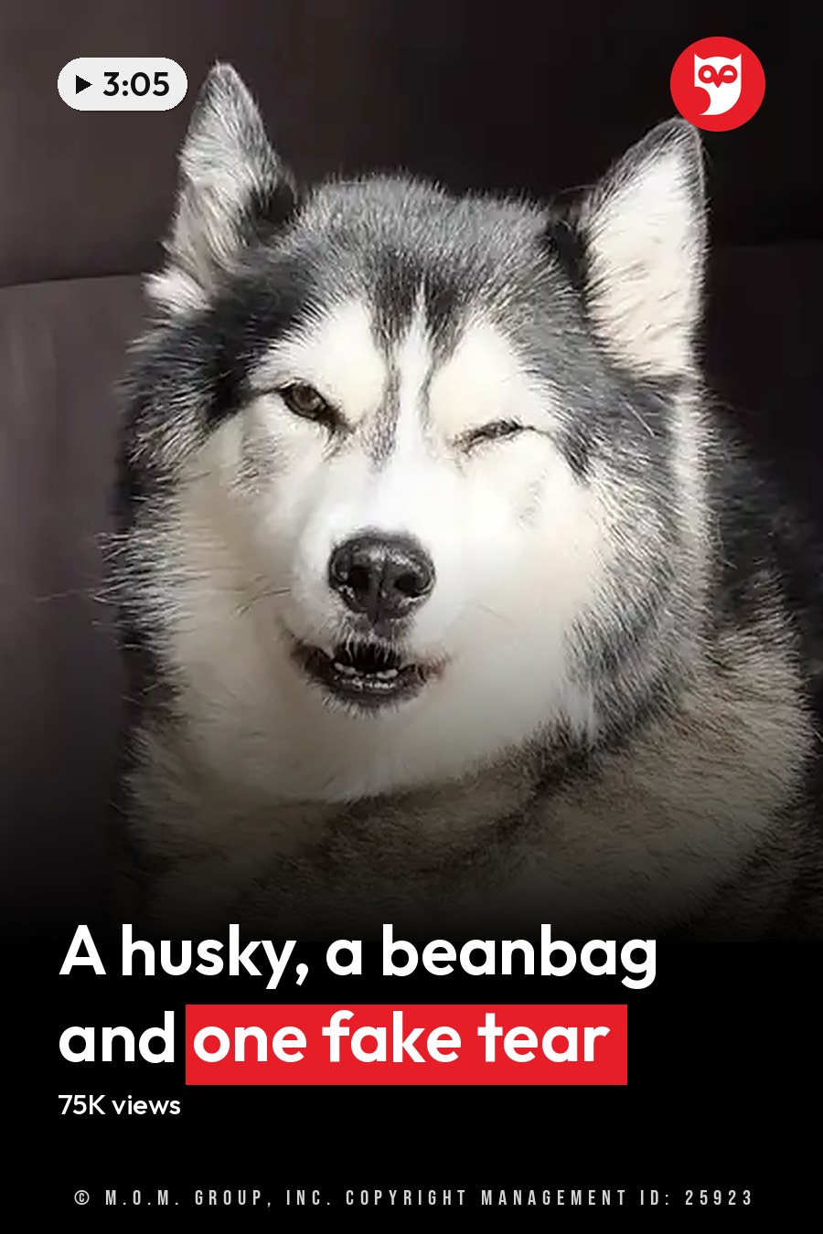 A Siberian Husky with white, gray, black fur indoors, surrounded by furniture including a dark leather couch under natural light. The headline runs in white letters across the lower third.