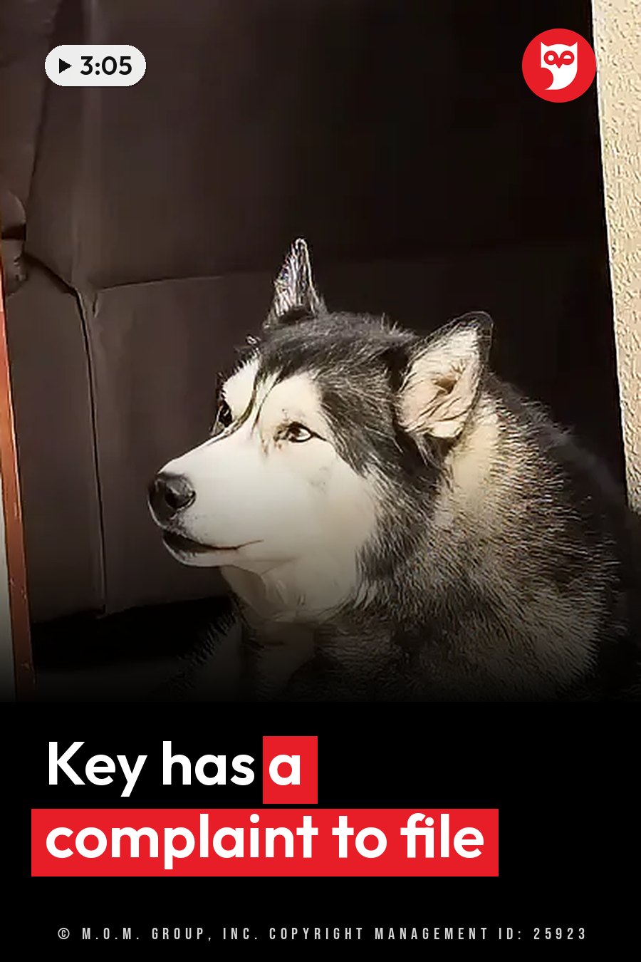 A black-and-white husky with pointed ears sits upright beside a dark couch, looking straight ahead. A headline runs in white letters across the lower third.