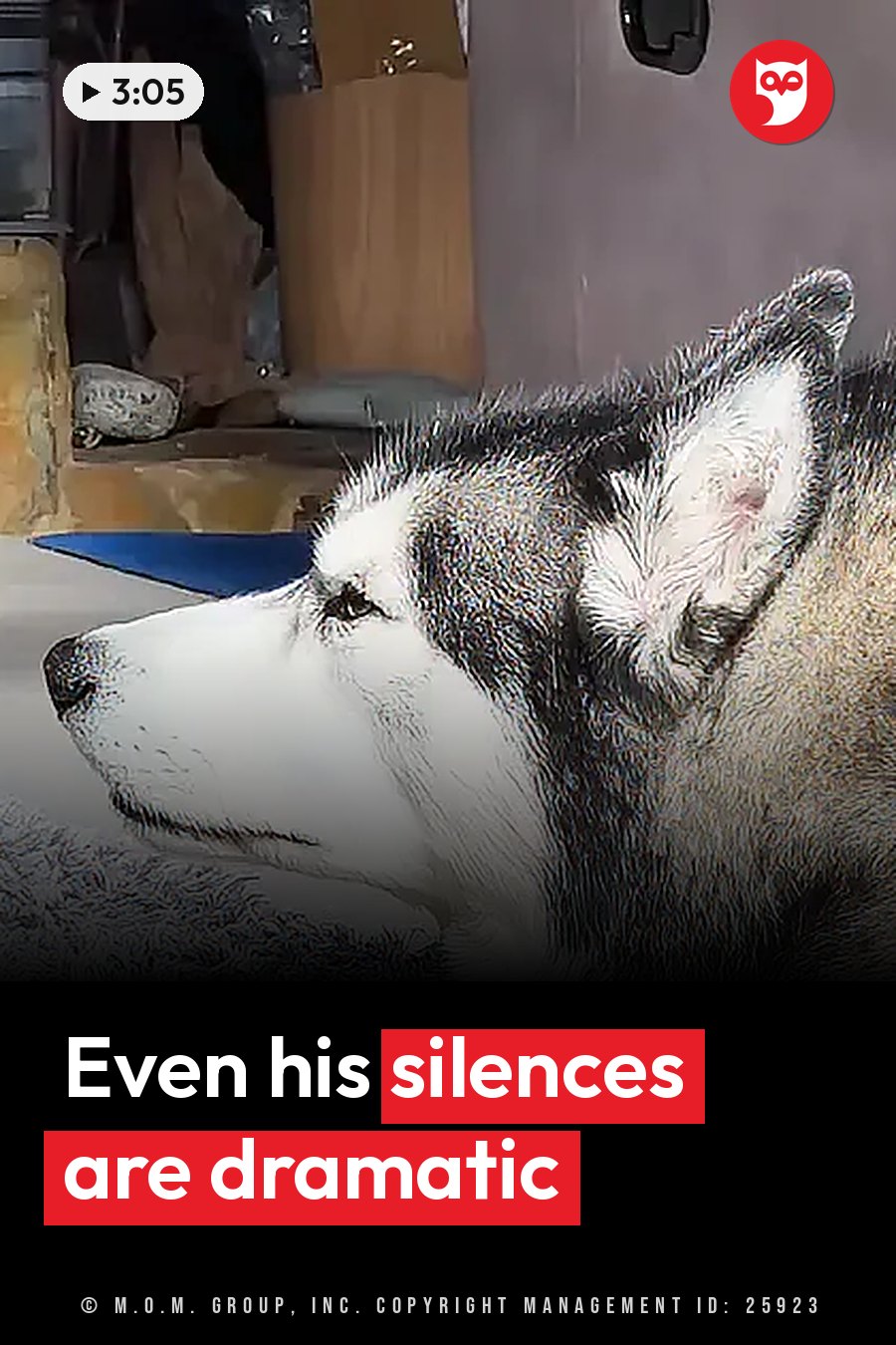 A gray and white husky rests his head on a surface and looks toward the left. A headline runs in white letters across the lower third.