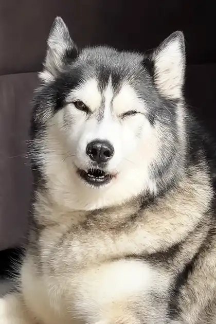 A Siberian Husky with white, gray, black fur indoors, surrounded by furniture including a dark leather couch under natural light.