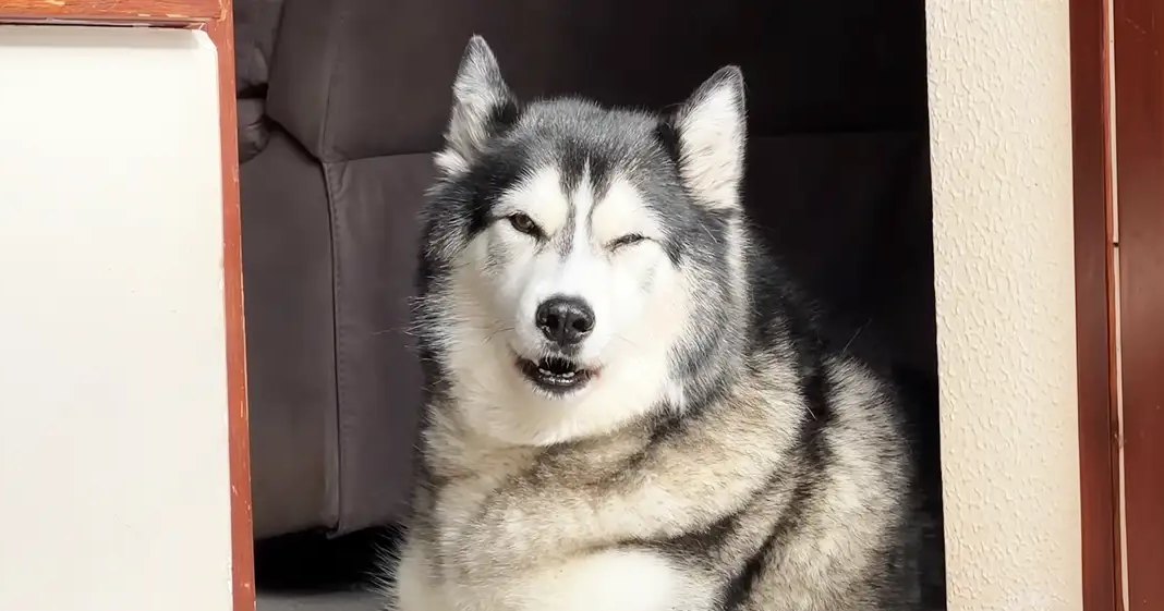A Siberian Husky with white, gray, black fur indoors, surrounded by furniture including a dark leather couch under natural light.