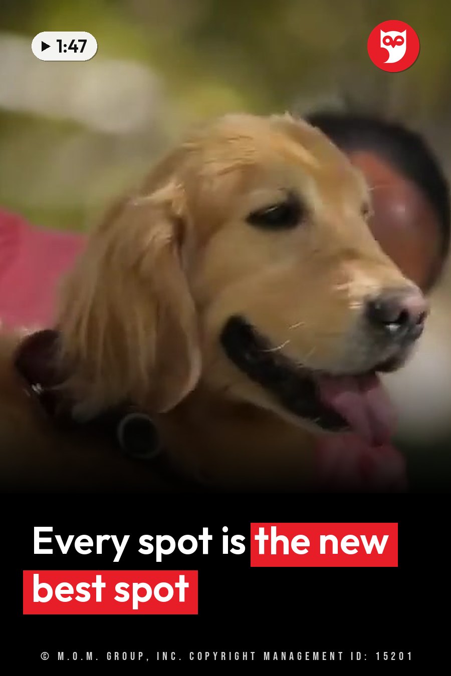 A golden retriever with his tongue out and a collar on looks ahead while a person holds him. A headline runs in white letters across the lower third.
