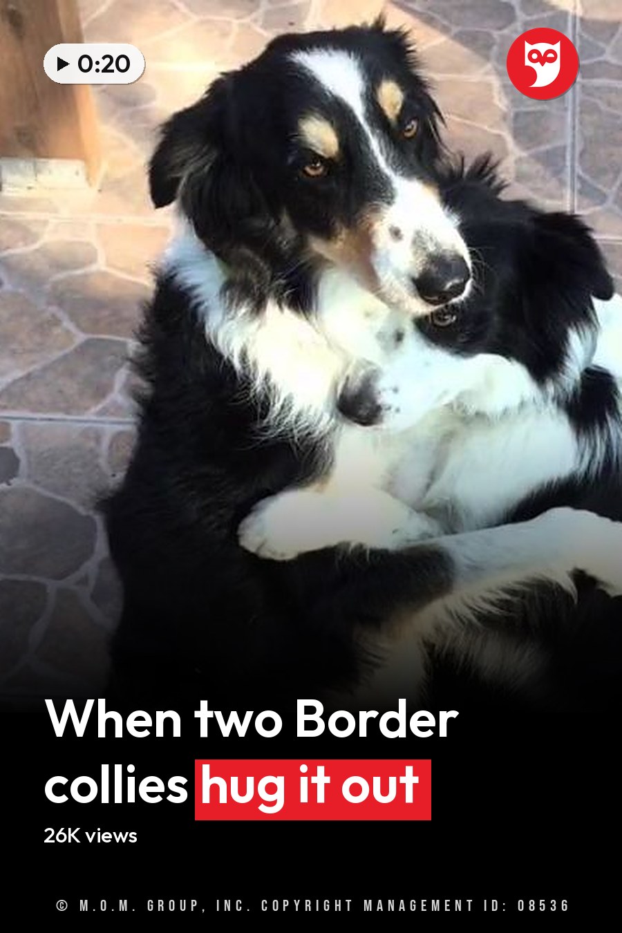 An Australian Shepherd with distinct markings on a patio during spring or summer. The headline runs in white letters across the lower third.