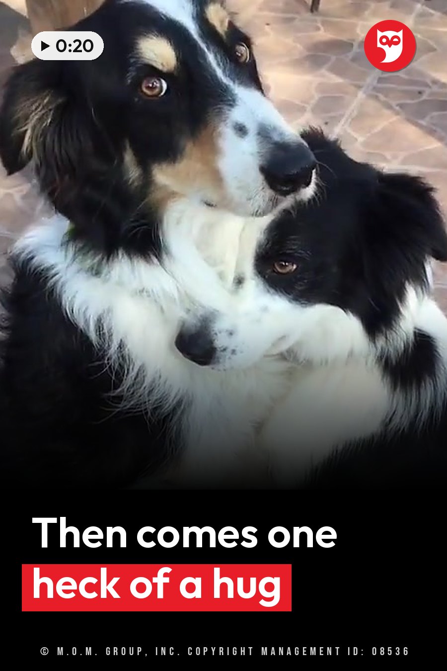 Two dogs with black, white and tan fur sit close together on a tiled floor. A headline runs in white letters across the lower third.
