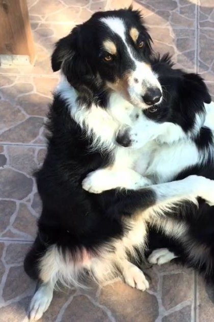 An Australian Shepherd with distinct markings on a patio during spring or summer