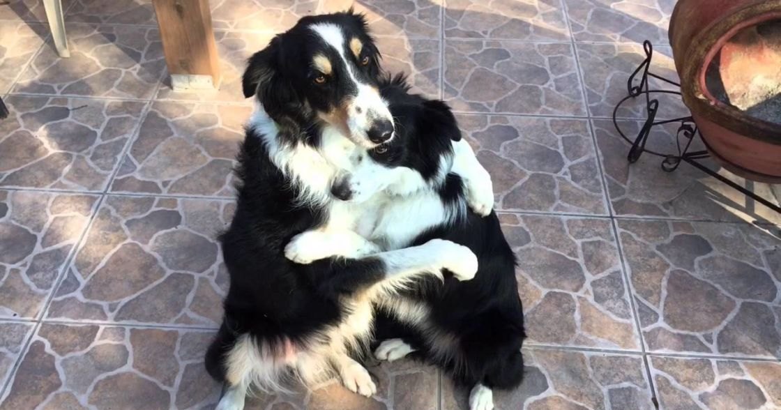 An Australian Shepherd with distinct markings on a patio during spring or summer