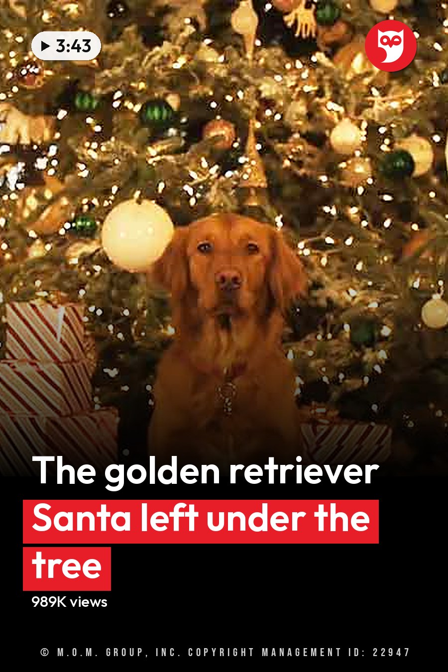 A golden retriever or similar breed dog in two settings: one with a Santa Claus figure and another near a decorated Christmas tree. The headline runs in white letters across the lower third.