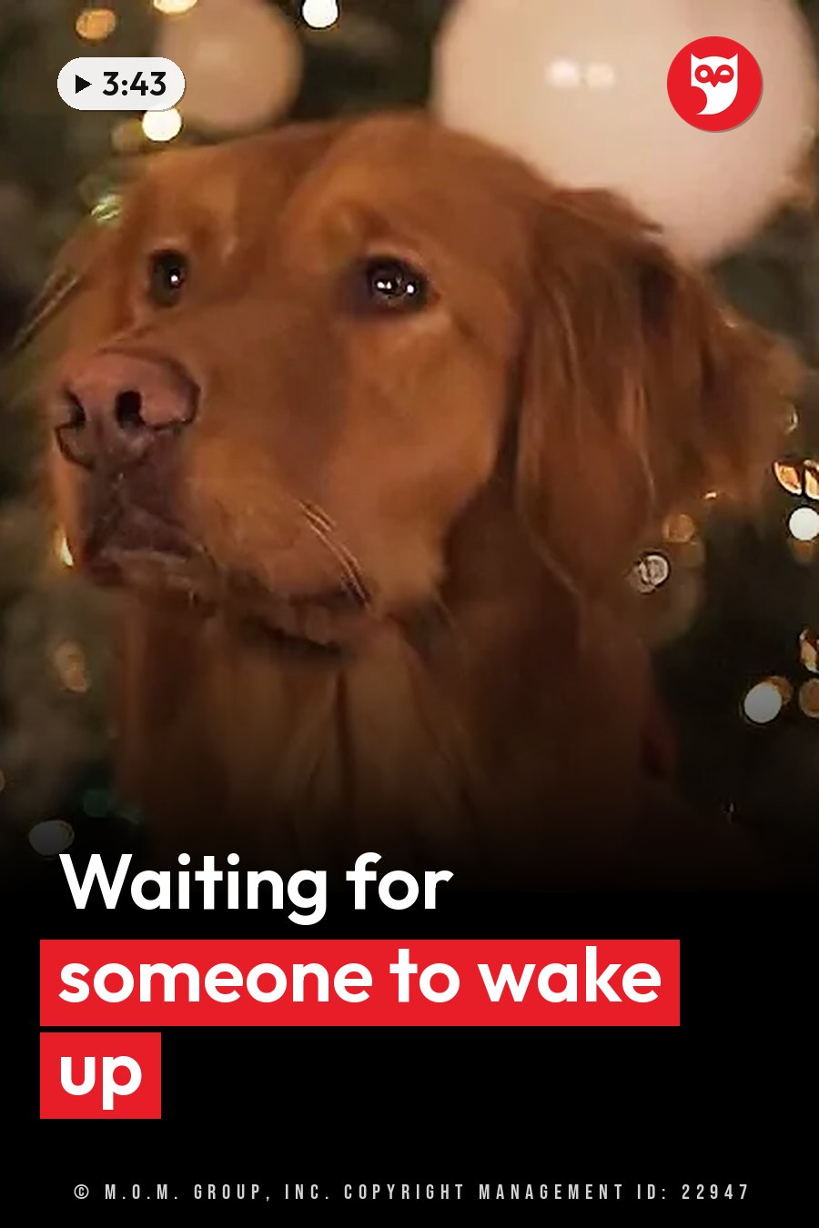 A golden retriever sits near a decorated Christmas tree, with soft lights glowing around his head. A headline runs in white letters across the lower third.