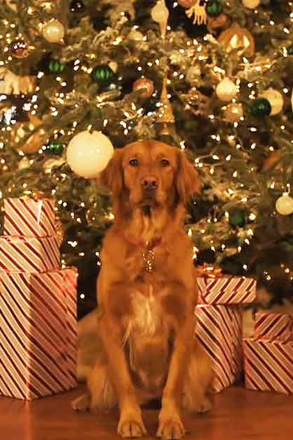 A golden retriever or similar breed dog in two settings: one with a Santa Claus figure and another near a decorated Christmas tree.
