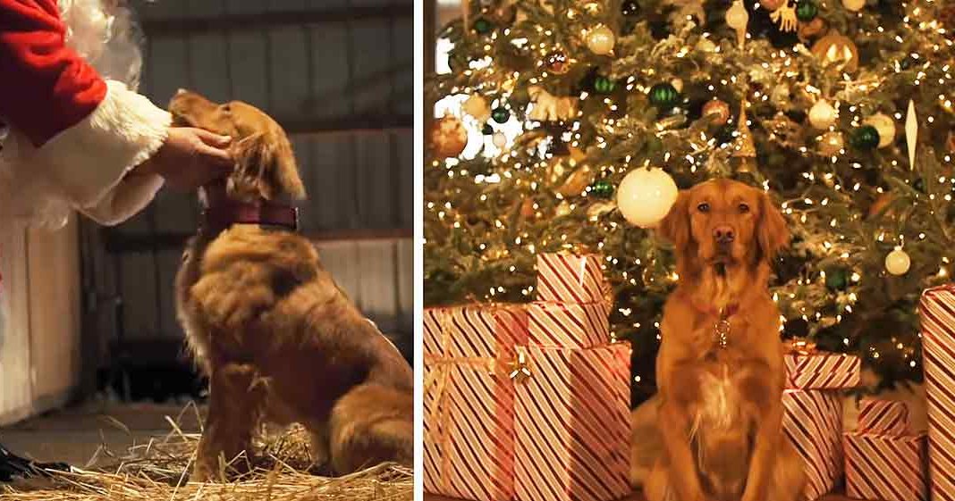 A golden retriever or similar breed dog in two settings: one with a Santa Claus figure and another near a decorated Christmas tree.