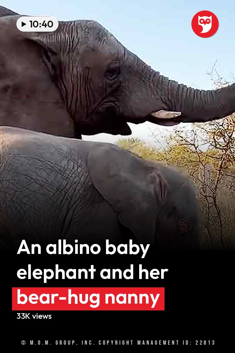 Two elephants, adult with large ears and raised trunk, juvenile standing close by in a savanna setting at late afternoon light. The headline runs in white letters across the lower third.