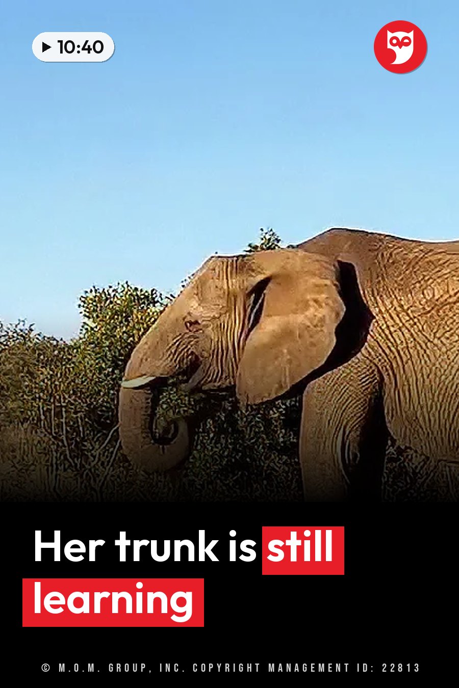 An elephant stands among trees under a clear blue sky with its trunk curled near its mouth. A headline runs in white letters across the lower third.