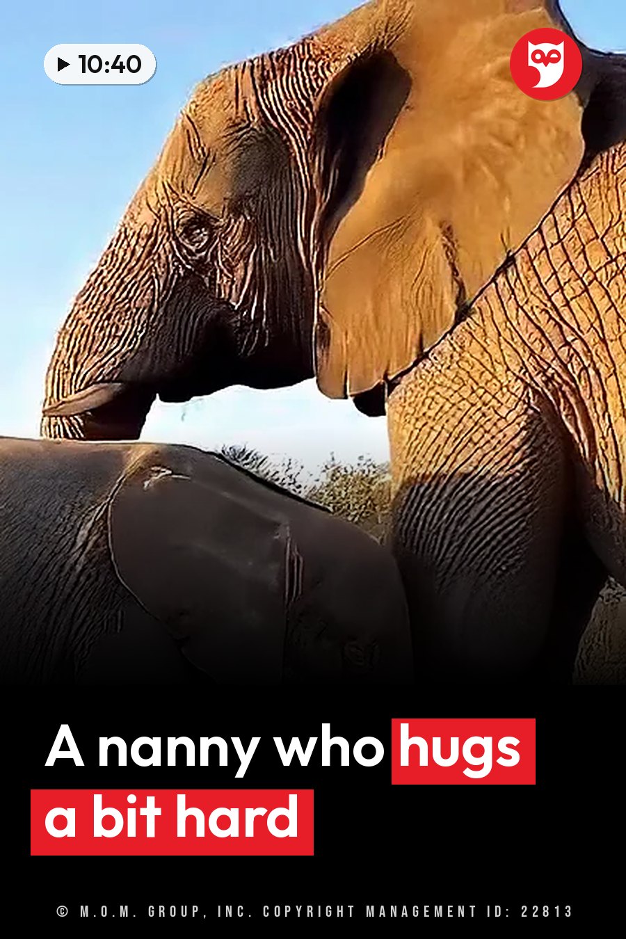 Two elephants stand close together in bright sunlight, their wrinkled skin and large ears in view. A headline runs in white letters across the lower third.