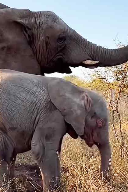 Two elephants, adult with large ears and raised trunk, juvenile standing close by in a savanna setting at late afternoon light.